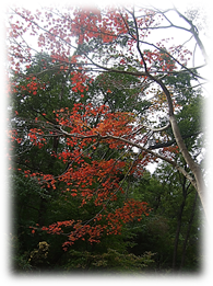 f:id:darucoro9216kun:20201104053814p:plain