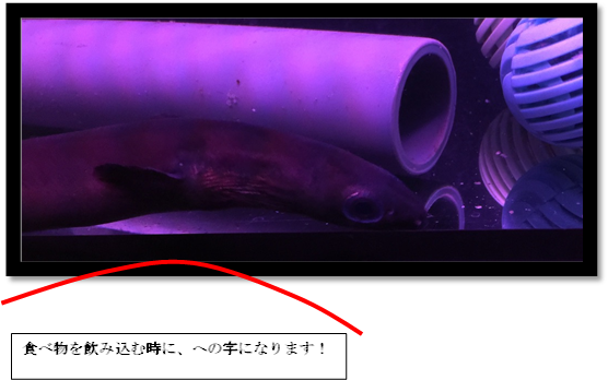 f:id:darucoro9216kun:20201116181725p:plain