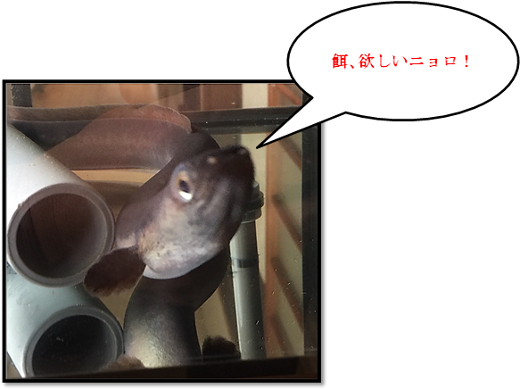 f:id:darucoro9216kun:20201123103923p:plain