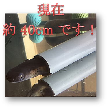 f:id:darucoro9216kun:20201201094829p:plain