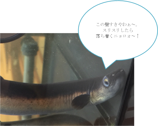 f:id:darucoro9216kun:20201218124527p:plain