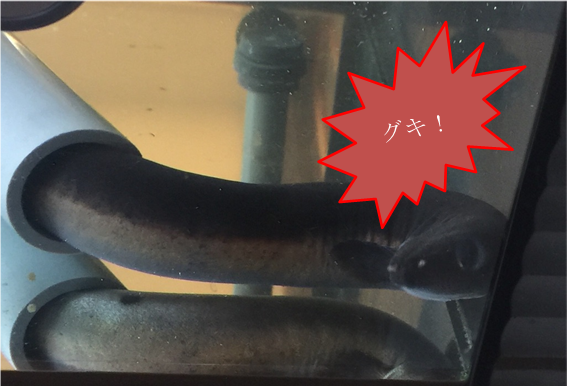 f:id:darucoro9216kun:20201218124737p:plain