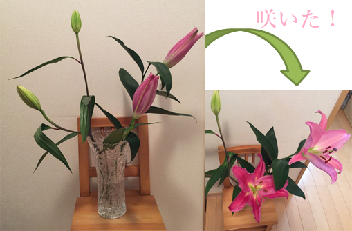 f:id:darucoro9216kun:20210205092348p:plain
