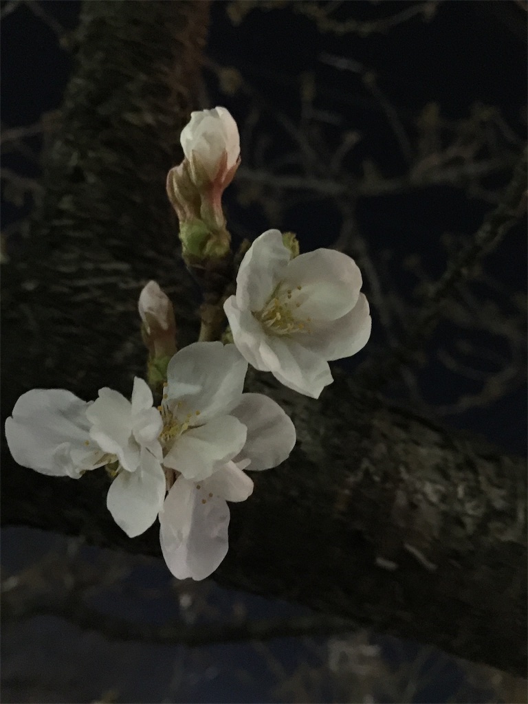 f:id:darucoro9216kun:20210318195724j:image f:id:darucoro9216kun:20210318195724j:image