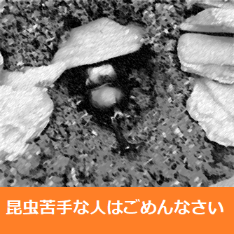 f:id:darucoro9216kun:20210607164634p:plain