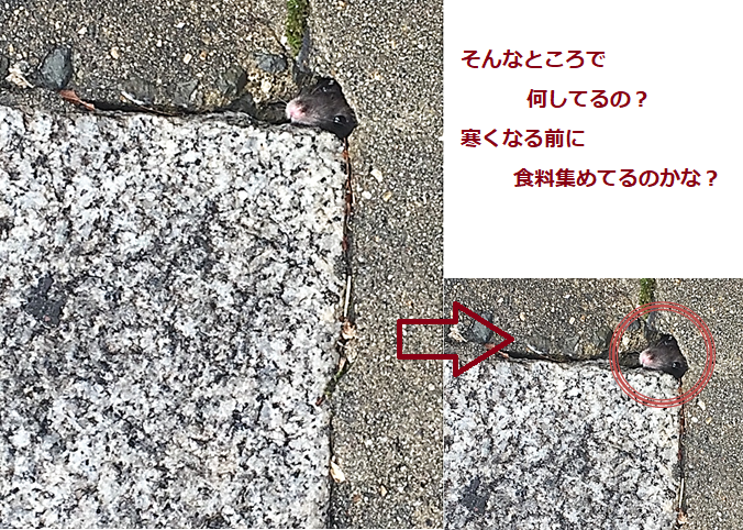 f:id:darucoro9216kun:20211110140306p:plain