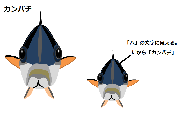 f:id:darucoro9216kun:20220123072202p:plain