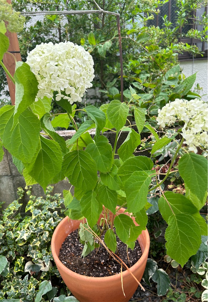 f:id:darucoro9216kun:20240616095359j:image f:id:darucoro9216kun:20240616095359j:image