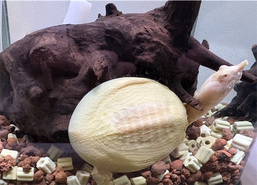 f:id:darucoro9216kun:20251005161036j:image f:id:darucoro9216kun:20251005161036j:image