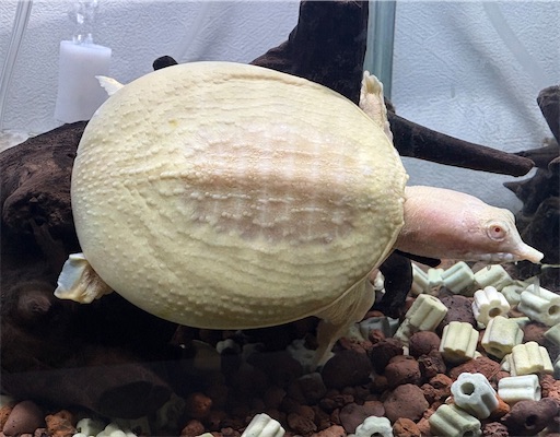 f:id:darucoro9216kun:20251120104810j:image