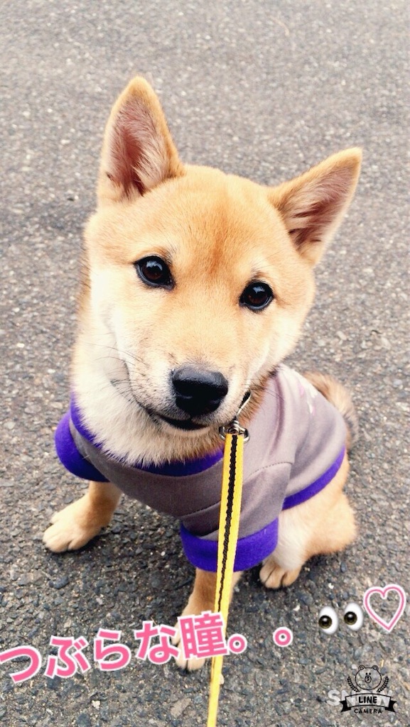 f:id:darumame4638:20221024081831j:image