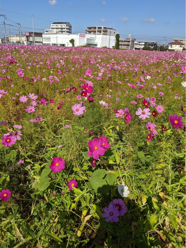 f:id:darumame4638:20231025131836j:image