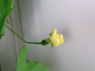 f:id:darumammz:20090619064546j:image