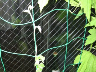 f:id:darumammz:20090619205603j:image