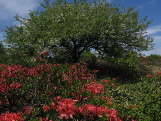 f:id:darumammz:20090620120840j:image f:id:darumammz:20090620120840j:image