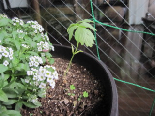 f:id:darumammz:20100619051015j:image