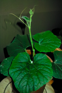 f:id:darumammz:20110517183222j:image