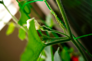 f:id:darumammz:20110611070943j:image