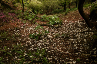 f:id:darumammz:20110612123133j:image