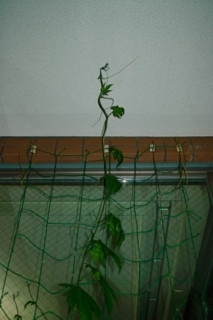 f:id:darumammz:20110615204816j:image