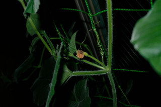 f:id:darumammz:20110615205030j:image