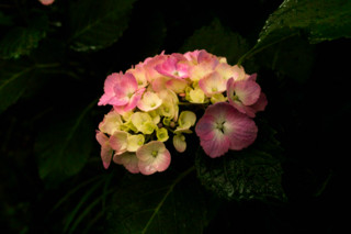 f:id:darumammz:20110619082312j:image:w360