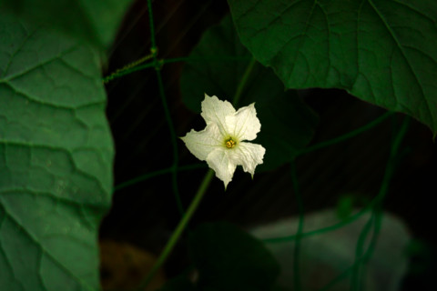f:id:darumammz:20110620063424j:image:w360