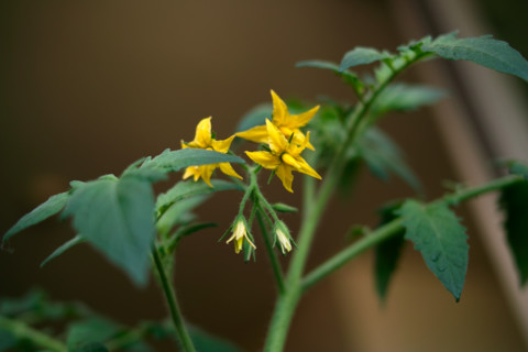 f:id:darumammz:20110625091546j:image:w360