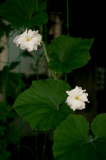 f:id:darumammz:20110625172931j:image:w240 f:id:darumammz:20110625172931j:image:w240