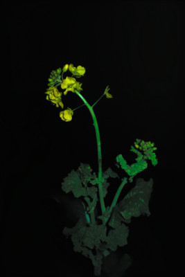 f:id:darumammz:20120303191612j:image