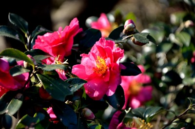 f:id:darumammz:20121125103506j:image