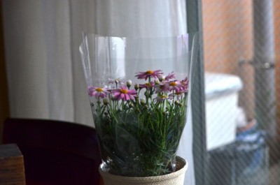 f:id:darumammz:20130511125051j:image
