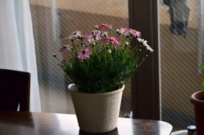 f:id:darumammz:20130511125236j:image
