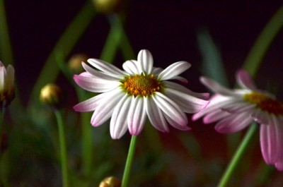 f:id:darumammz:20130511125559j:image