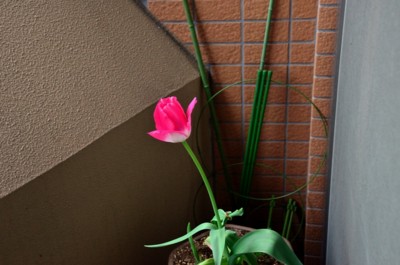 f:id:darumammz:20150404071843j:image