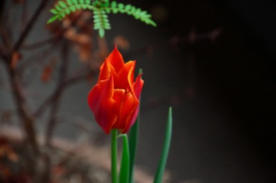 f:id:darumammz:20150404071900j:image