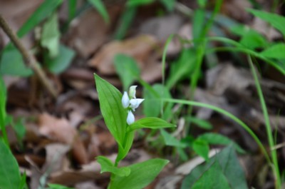 f:id:darumammz:20150429095943j:image