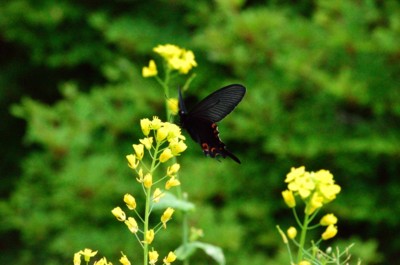 f:id:darumammz:20150429121008j:image