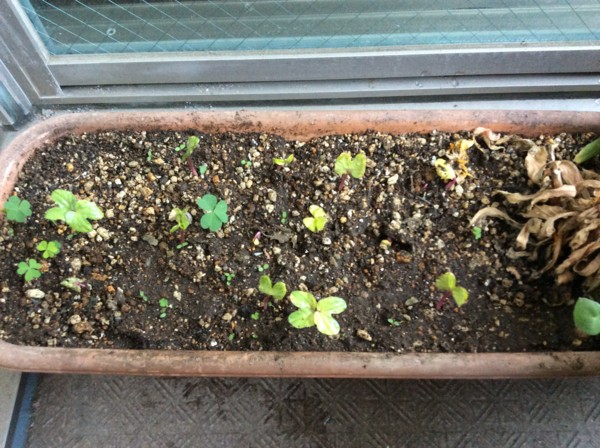 f:id:darumammz:20160519053045j:image