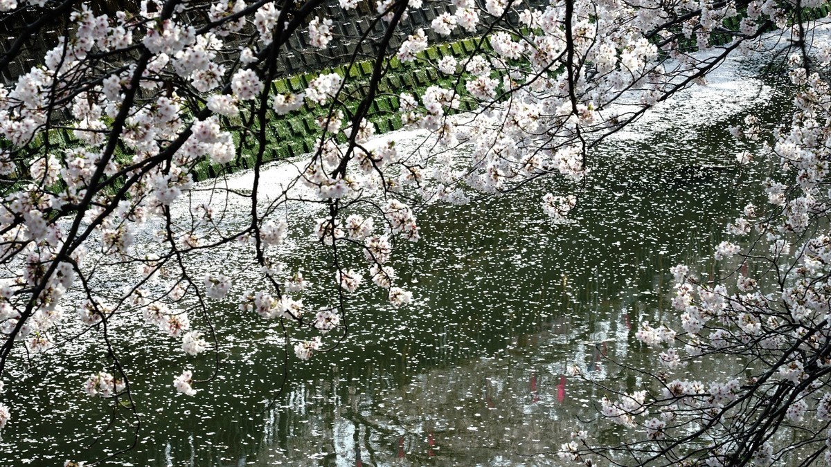 f:id:darumammz:20190407143624j:plain