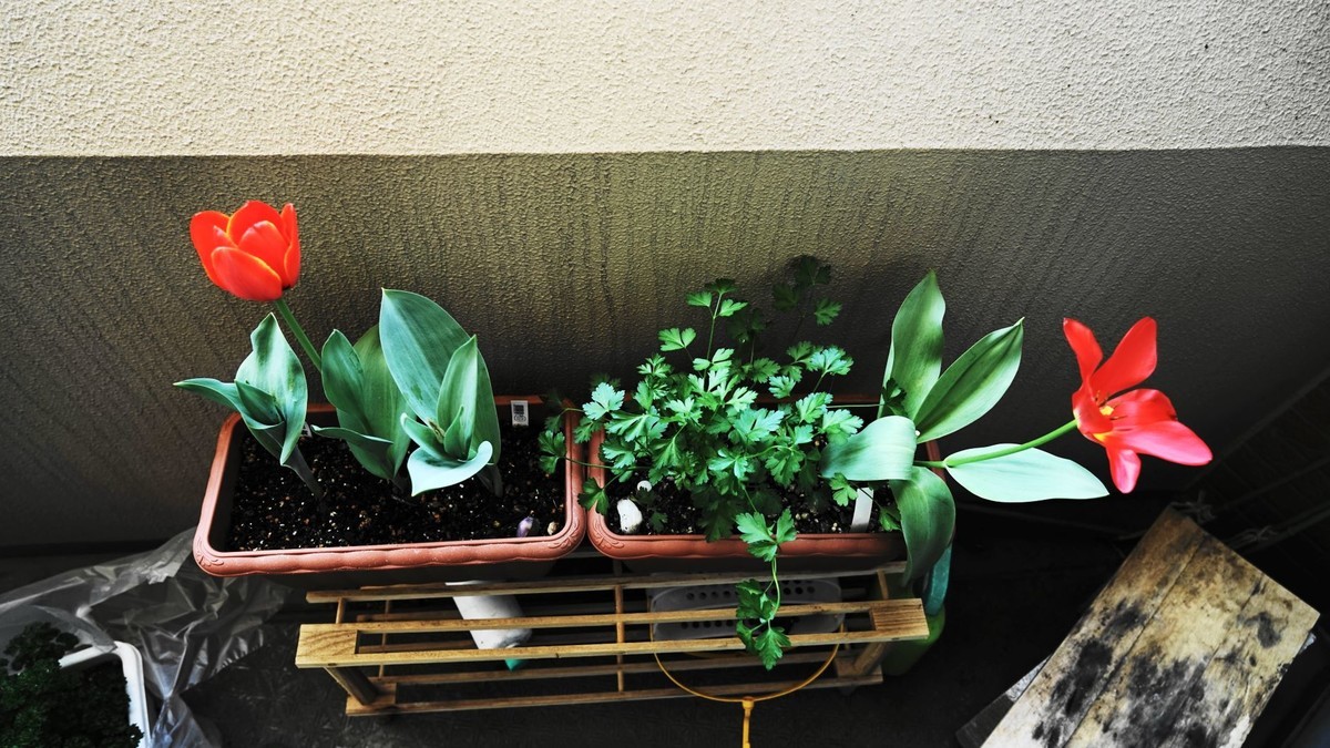 f:id:darumammz:20190416094549j:plain