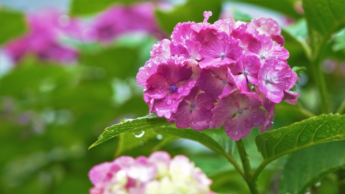 f:id:darumammz:20200614091257j:plain