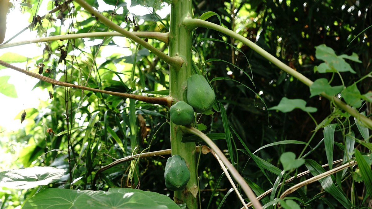 f:id:darumammz:20200625170009j:plain