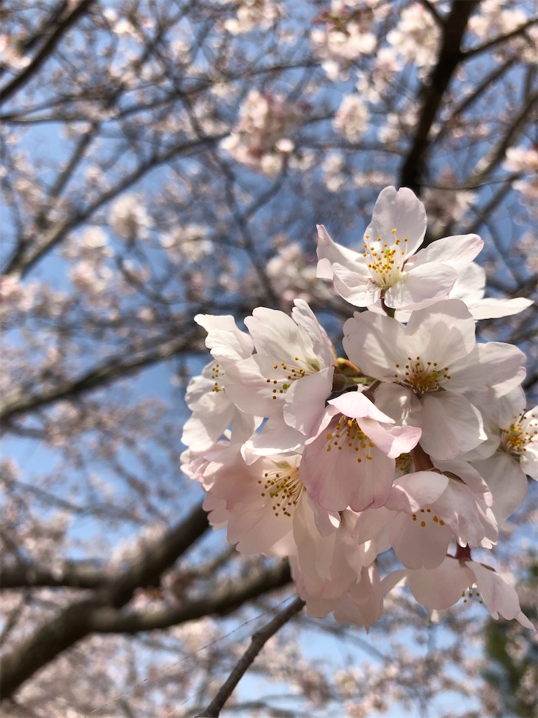 f:id:darumasankoronda:20200323180212j:image