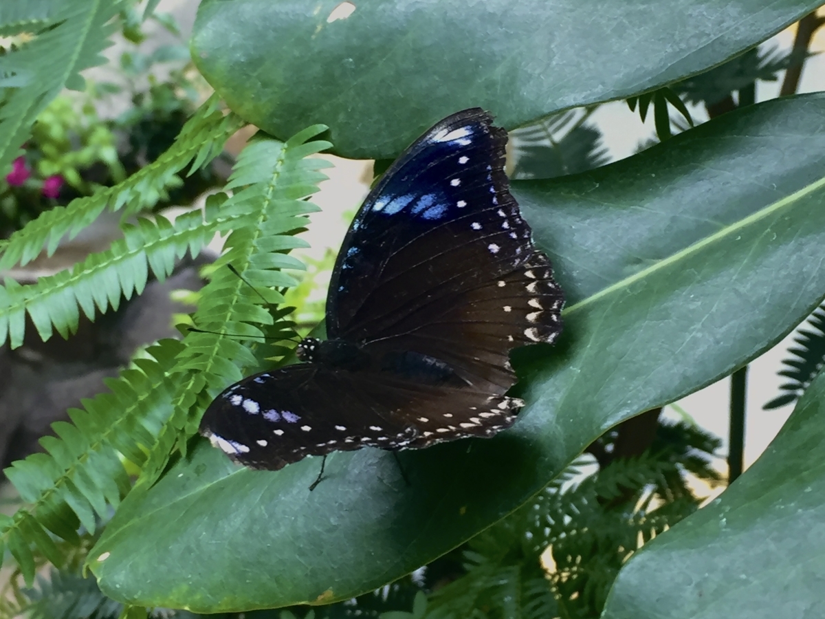 f:id:dashimakiproject:20201101230523j:plain