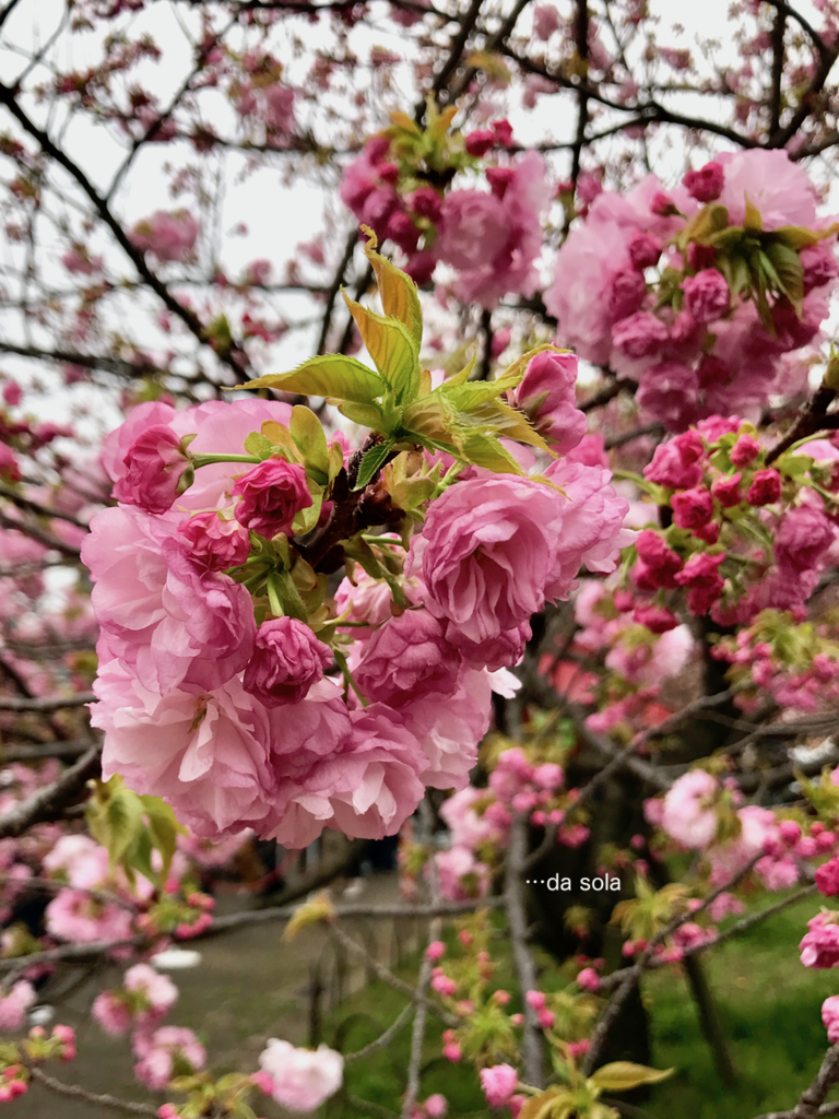 f:id:dasola:20170417000008p:plain