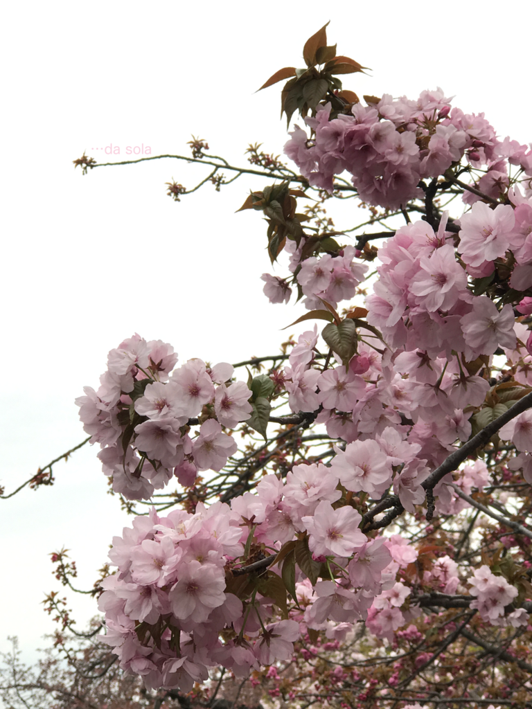 f:id:dasola:20170417000010p:plain