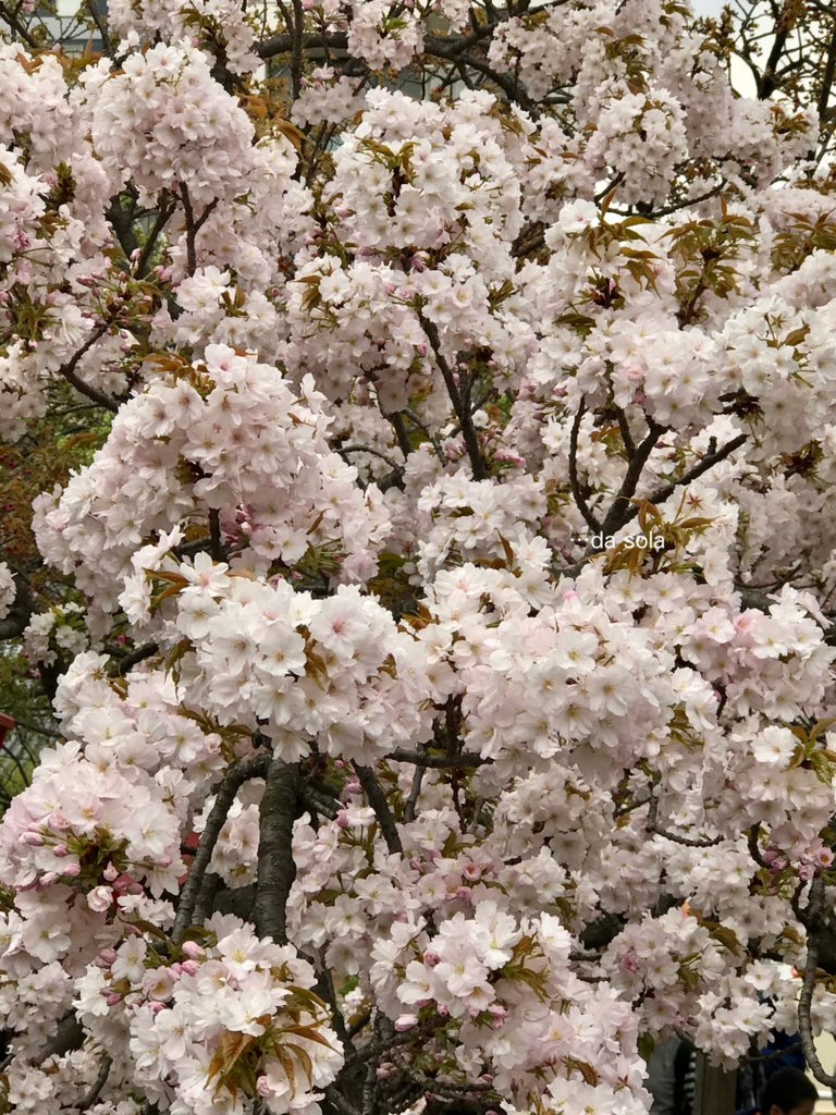 f:id:dasola:20170417000011p:plain