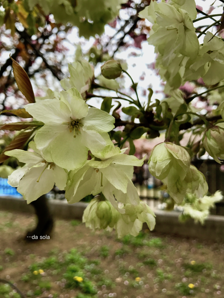 f:id:dasola:20170417194001p:plain