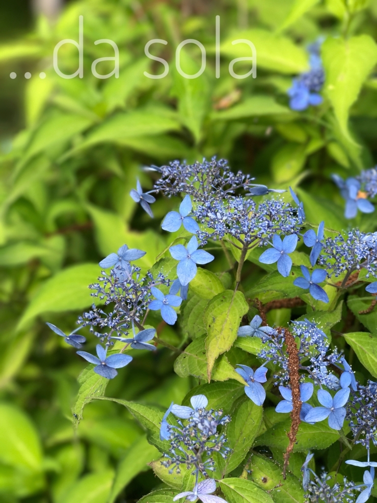 f:id:dasola:20170714132921j:plain f:id:dasola:20170714132921j:plain